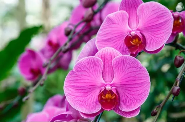 large_pink_delmonte_phalaenopsis_mature_(29_4)